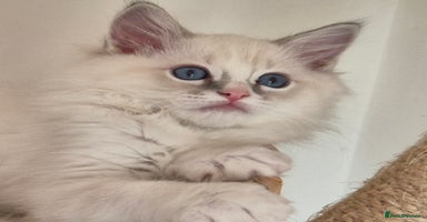 Ragdoll cats - Advert 5