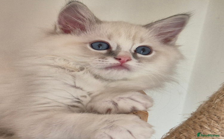Ragdoll cats - Advert 16