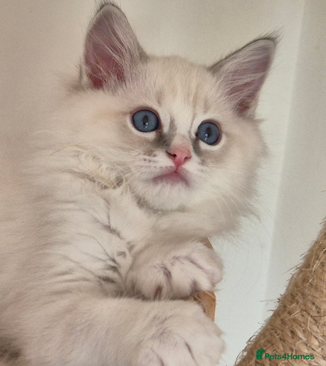 Ragdoll cats for sale: 4 Precious tica Ragdoll girls - Image 19