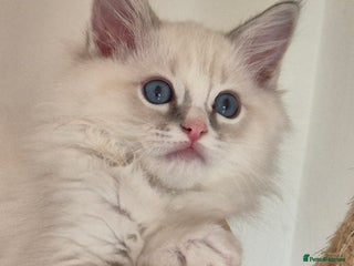 Ragdoll cats - Advert 34