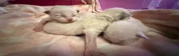 Ragdoll cats for sale: Stunning Blue Colourpoint Mitted Ragdoll kittens  - Advert 6