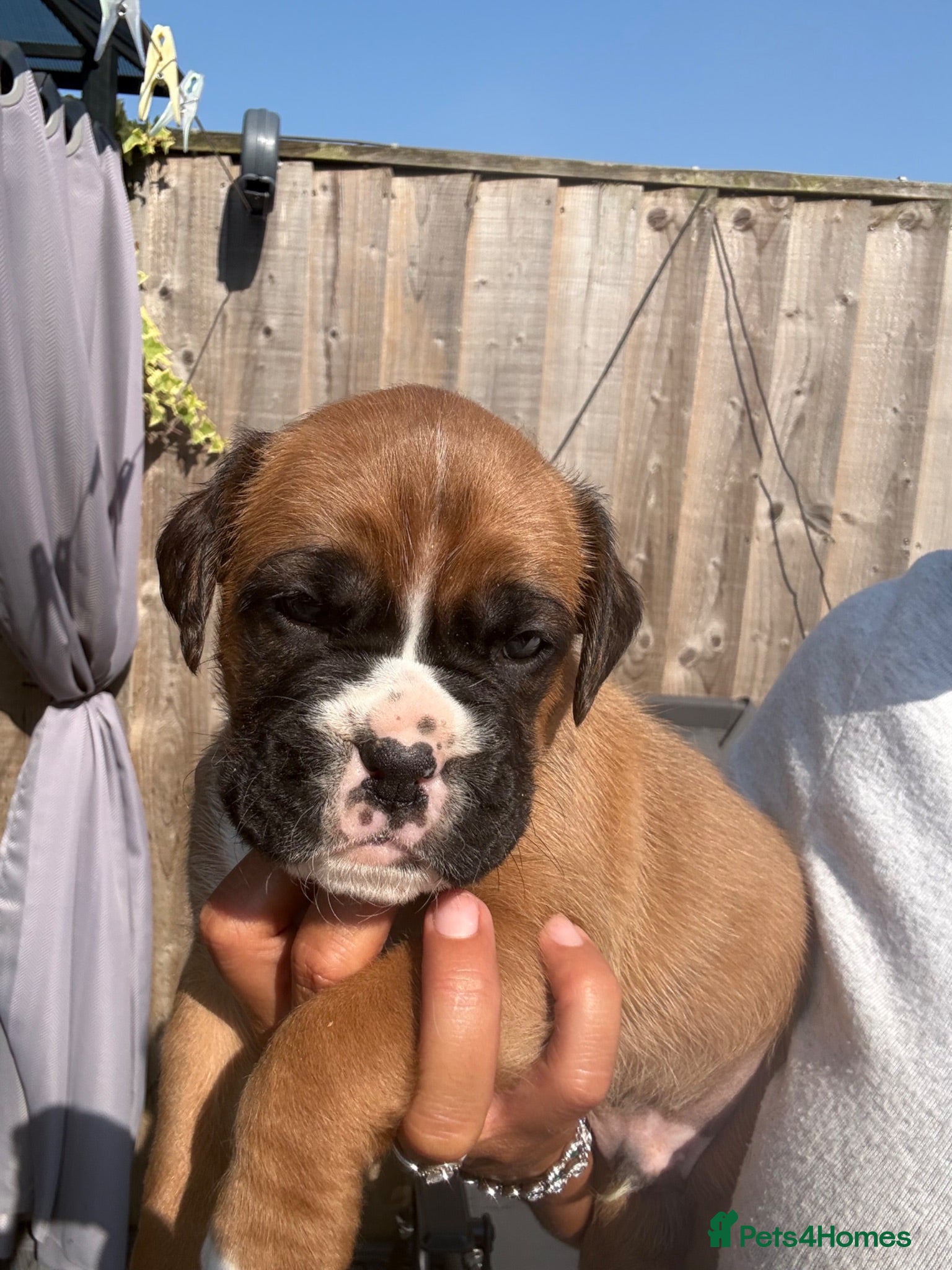 Boxer dogs Few Left Kc Bobtail Tail Now Reduced - Advert 14