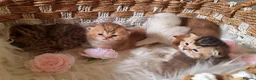 British Shorthair cats for sale: 💖GOLDEN, TABBY, COLOURPOINT BSH KITTENS💖 - Advert 26