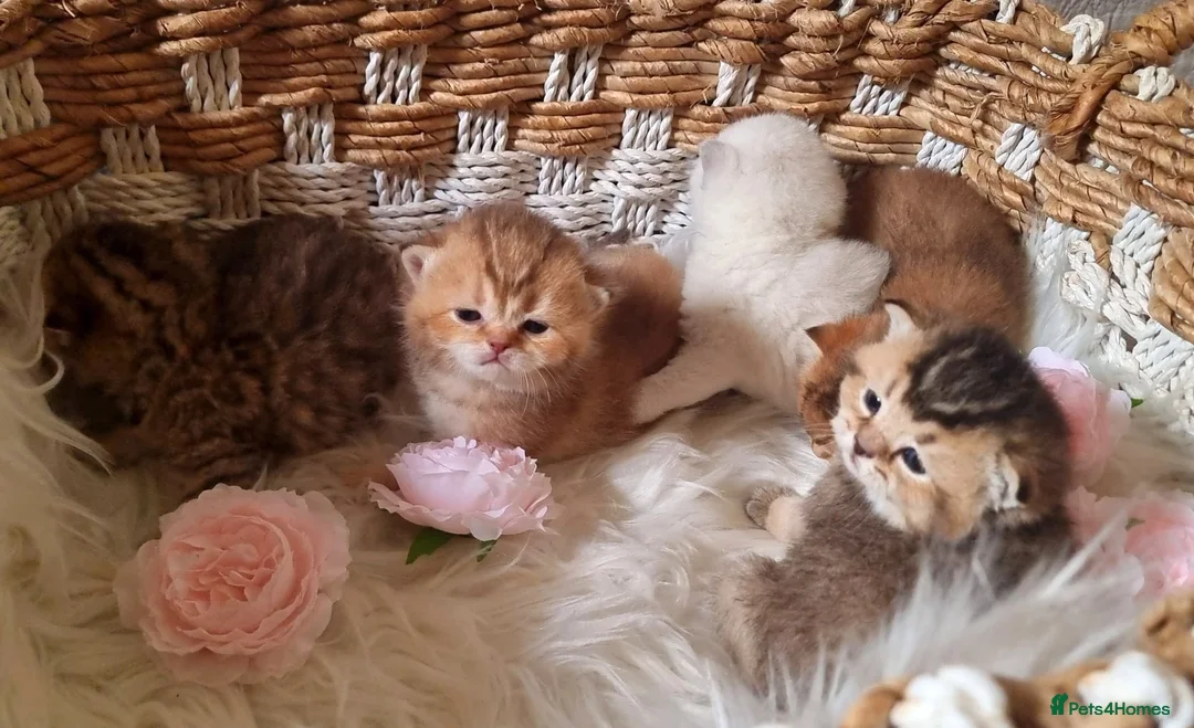 British Shorthair cats for sale: 💖GOLDEN, TABBY, COLOURPOINT BSH KITTENS💖 - Advert 26