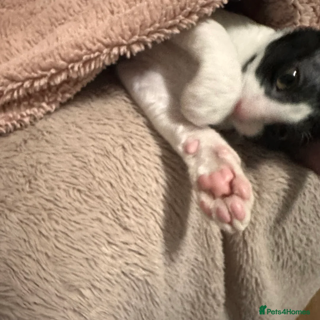 Cornish Rex cats for sale: 1 Gorgeous Cornish Rex Boy - Advert 11