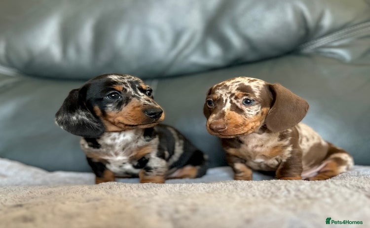 Miniature Dachshund dogs Miniature smooth haired Dachshund puppies  - Advert 13