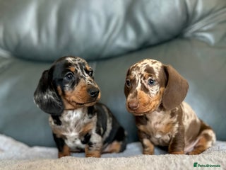Miniature Dachshund dogs Miniature smooth haired Dachshund puppies - Advert 7