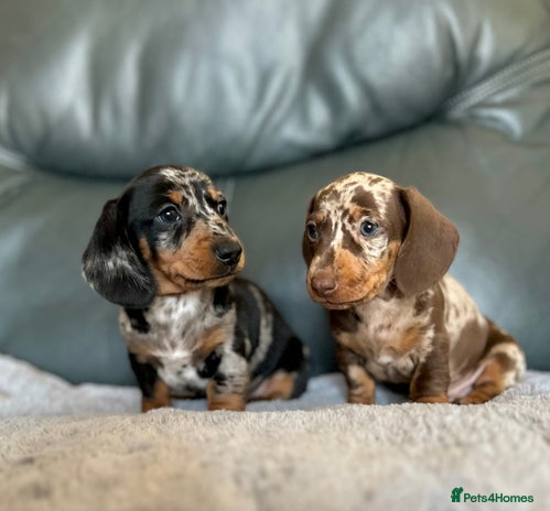 Miniature Dachshund dogs Miniature smooth haired Dachshund puppies - Advert 13