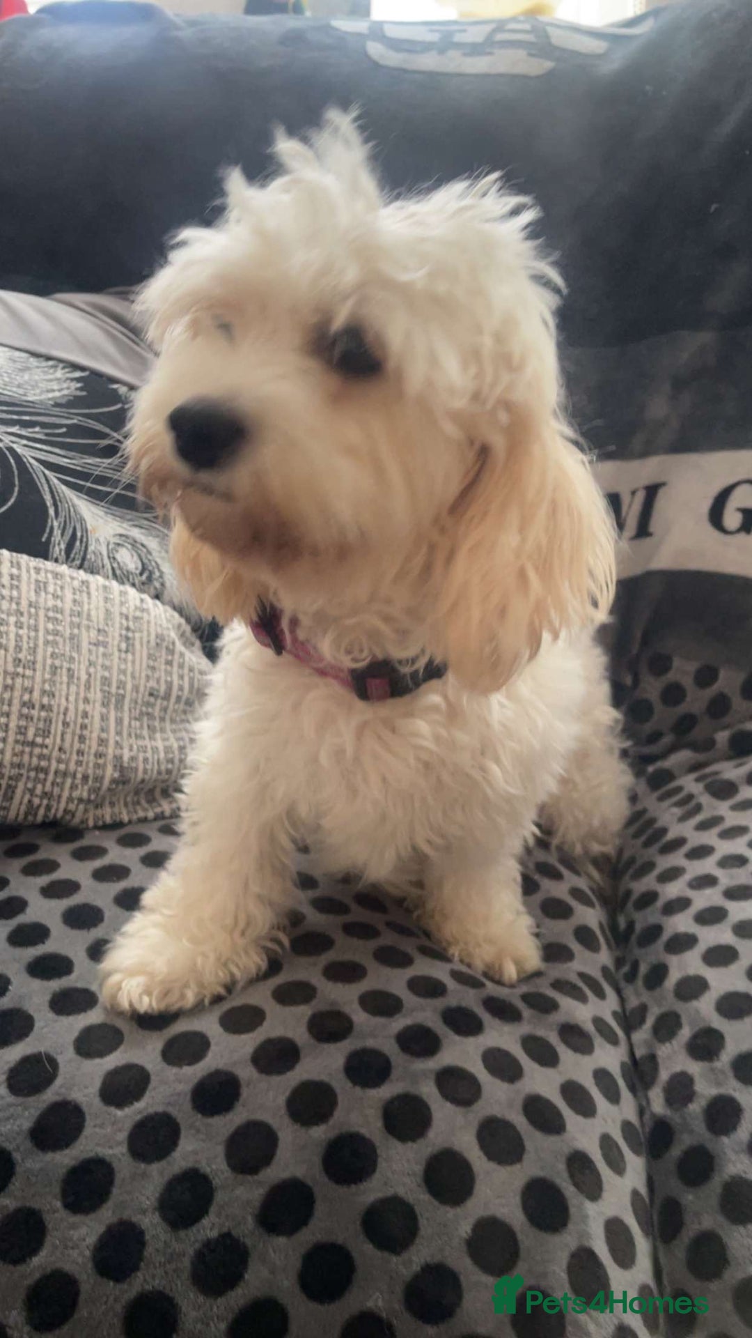 Cavapoochon dogs for sale: Cavapoochon puppy - Advert 1