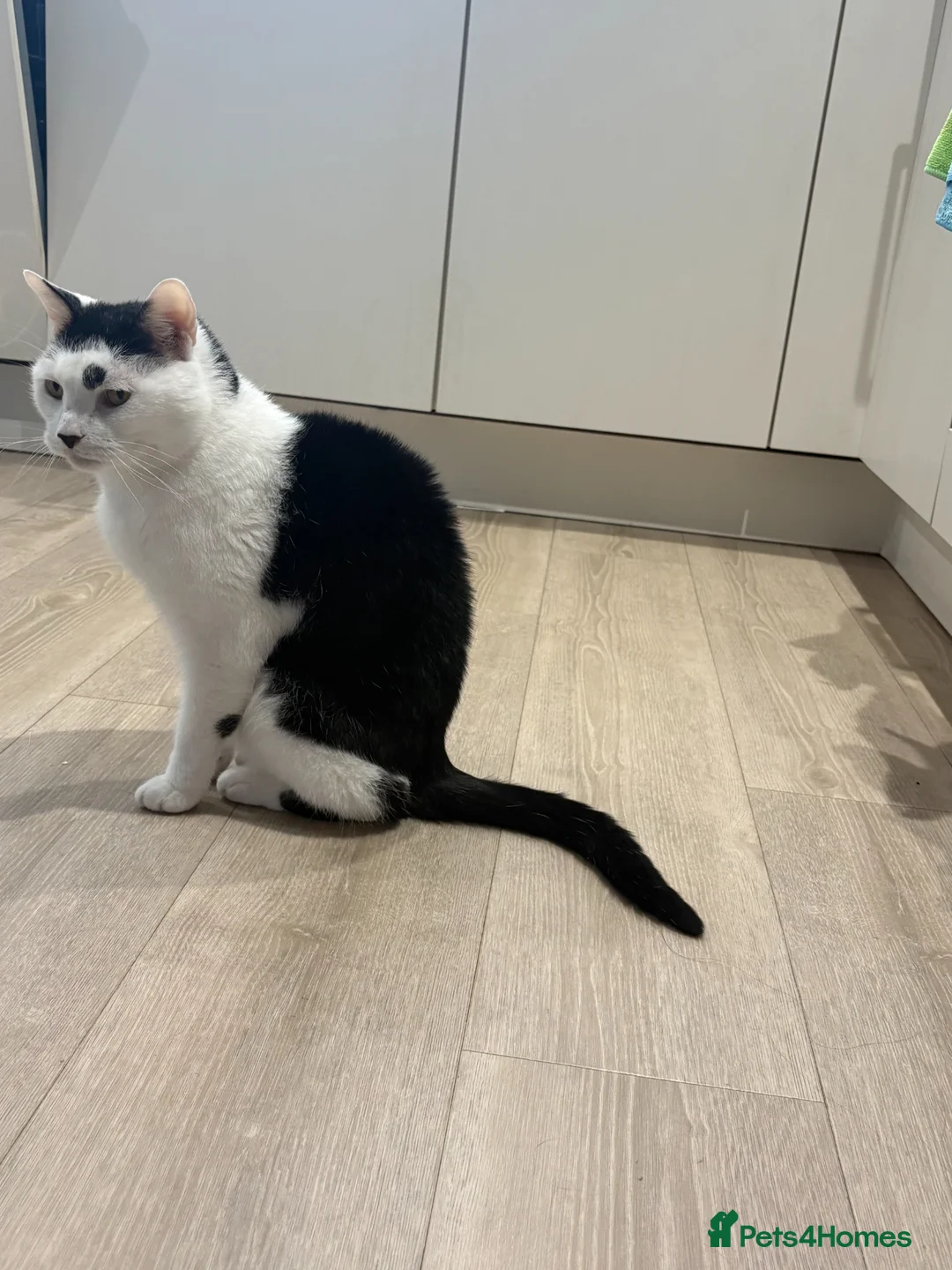Domestic Shorthair cats for sale: Arthur - Advert 2