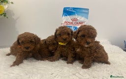 Toy Poodle dogs for sale: Kc registered,  fox red (Tiny) Toy poodles  - Image 1