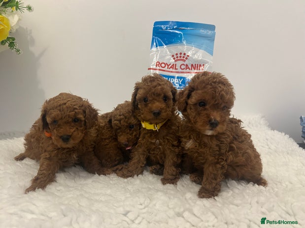 Toy Poodle dogs - Advert 1