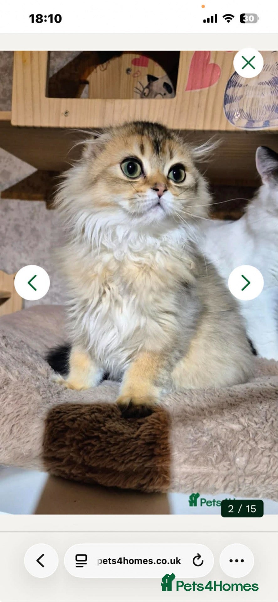 Scottish Fold cats Beautiful male Scottish fold - Advert 1