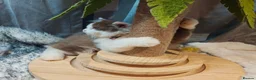 British Longhair cats for sale: Tica registered cinnamon bi colour  - Advert 13