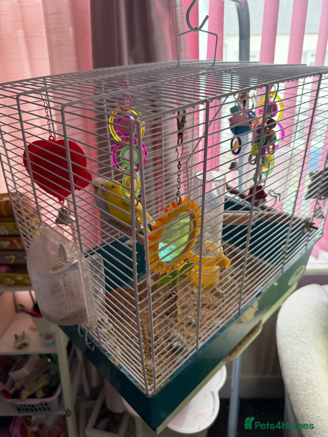 Budgerigars birds for sale: 2 budgies and cage  - Advert 1