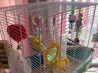 Budgerigars birds 2 budgies and cage - Advert 1