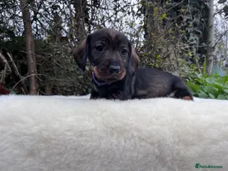 Dachshund dogs Outstanding KC Wire haired Dachshunds - Advert 6