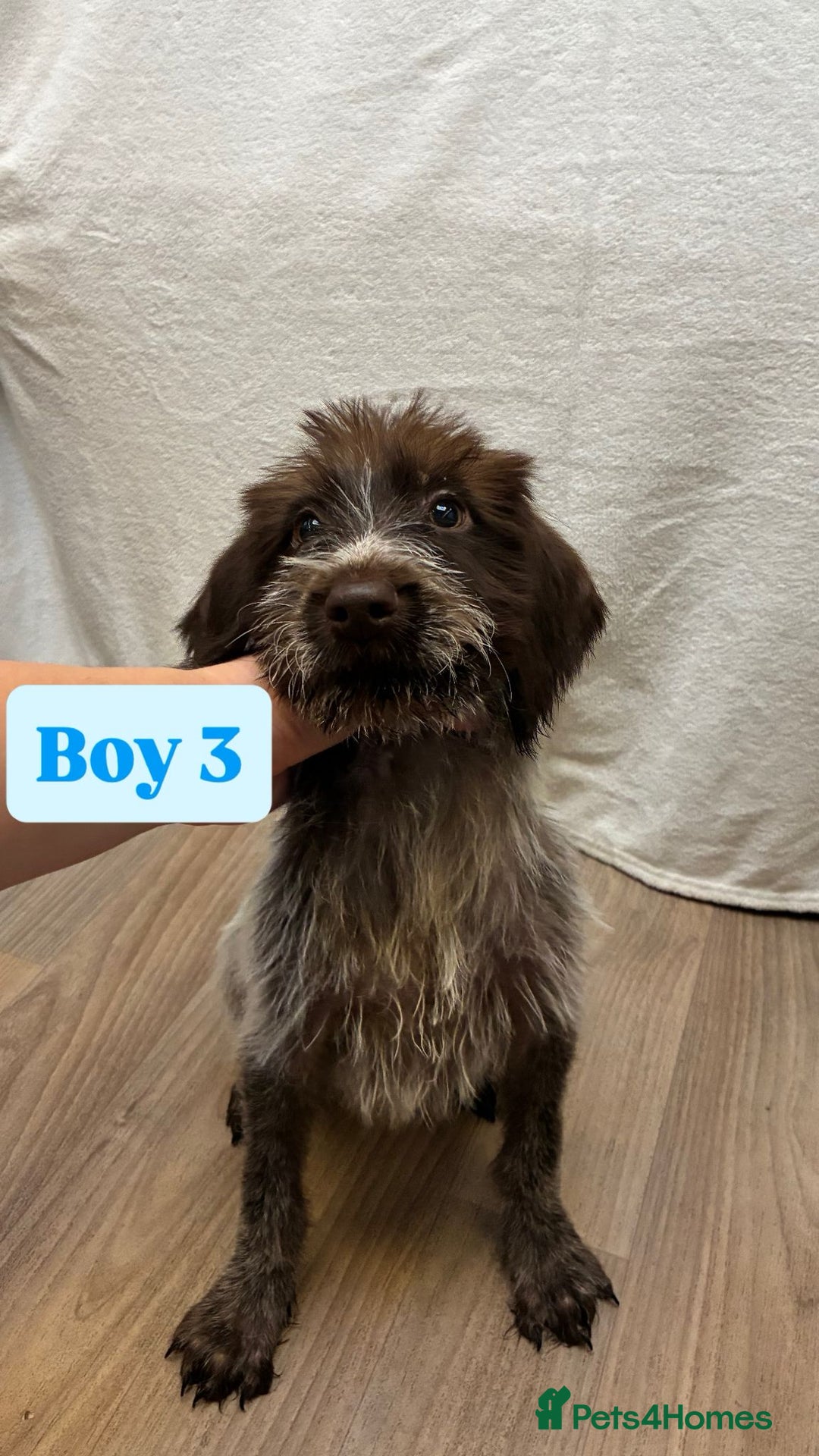 German Wirehaired Pointer dogs for sale: German wire hair pointers for sale - Advert 23