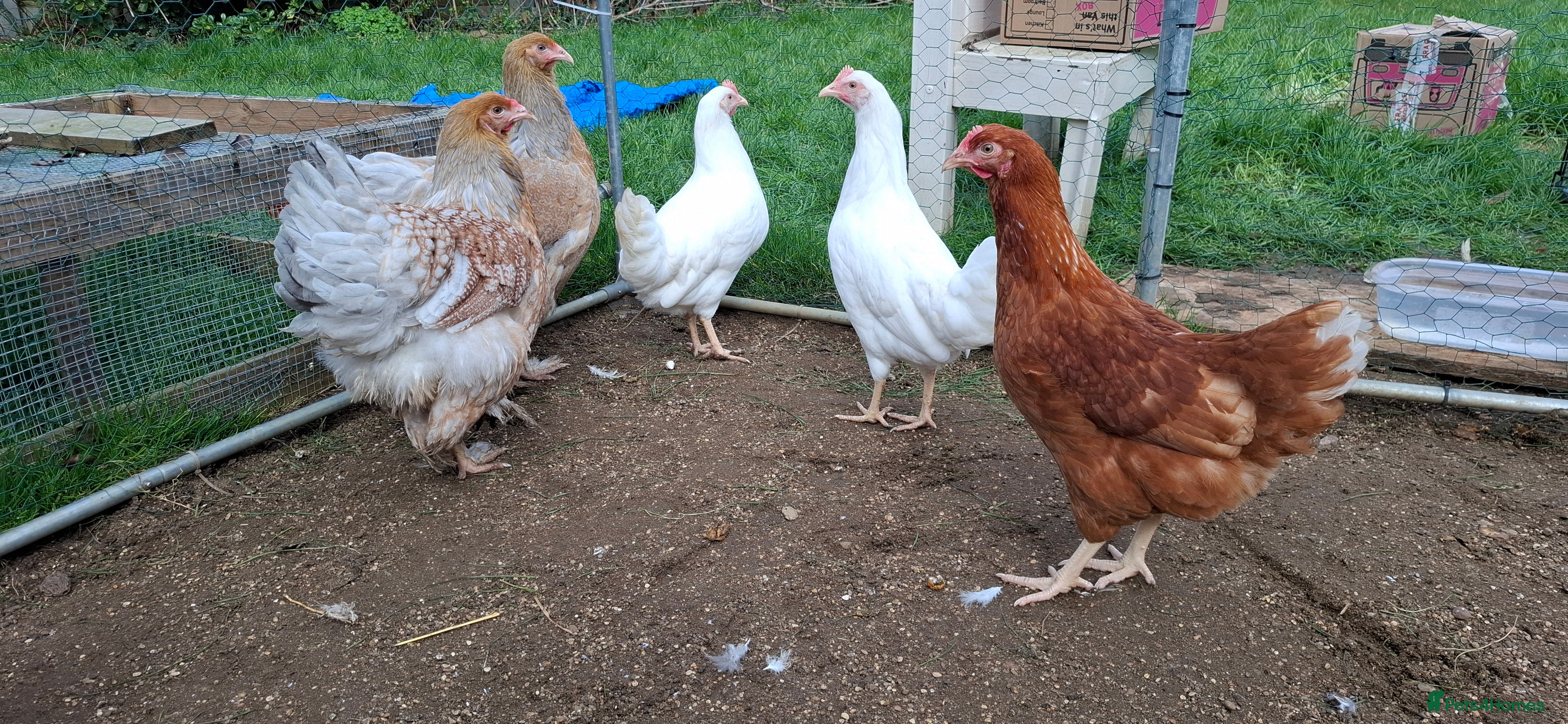 Chickens poultry Chicken, female all breeds - Advert 8