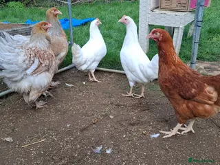 Chickens poultry Chicken, female all breeds - Advert 8