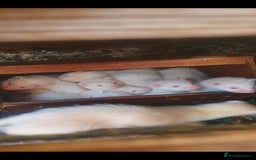Ferret rodents for sale: Amazing Albino Ferret Kits - Image 10