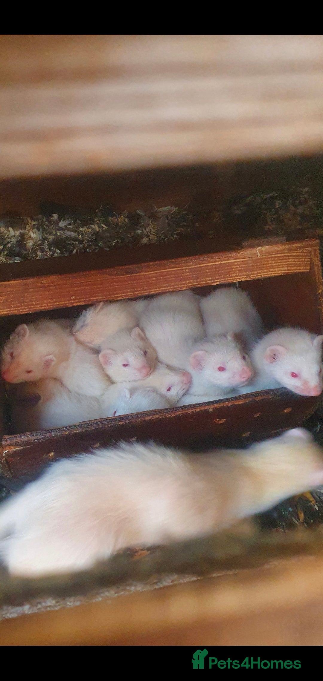 Ferret rodents for sale: Amazing Albino Ferret Kits - Image 10