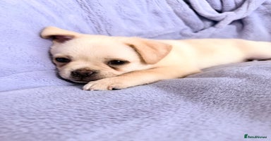 Pug dogs Adorable Pug x Pomeranian Puppy  - Advert 11