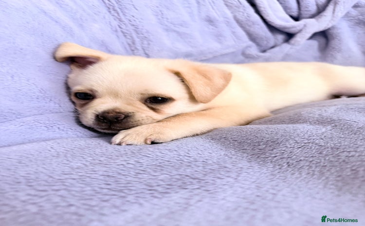 Pug dogs Last Fabulous Puppy available for Loving Home 🏡 - Advert 14