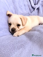 Pug dogs Adorable Pug x Pomeranian Puppy - Advert 11