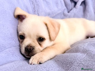 Pug dogs Last Fabulous Puppy available for Loving Home 🏡 - Advert 13