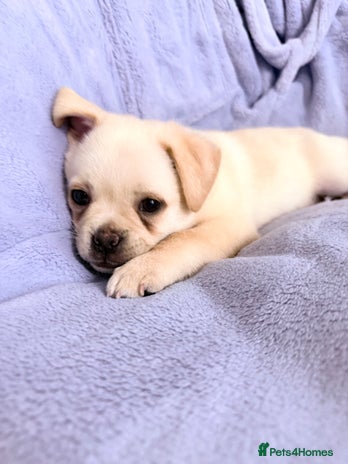 Pug dogs Last Fabulous Puppy available for Loving Home 🏡 - Advert 14