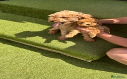 Cavapoochon dogs for sale: Cavapoochon puppies  - Image 5