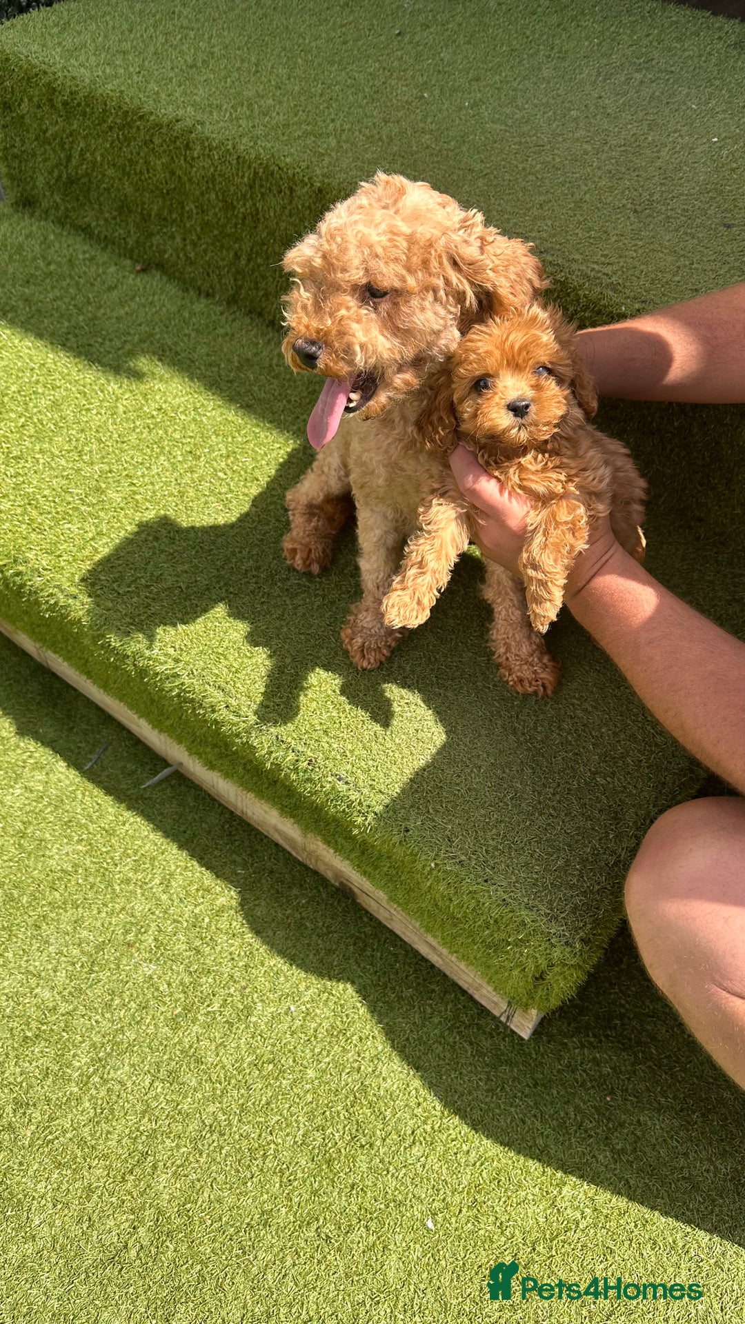 Cavapoochon dogs for sale: Cavapoochon puppies  - Image 5