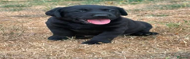 Labrador Retriever 1