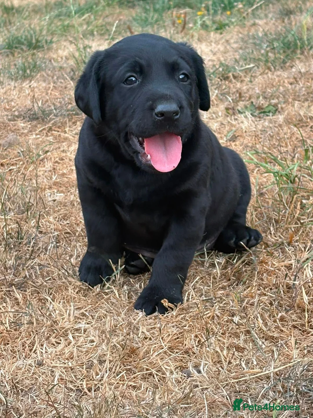 Labrador Retriever dogs for sale: Gorgeous pedigree labrador girl pups  - Advert 8
