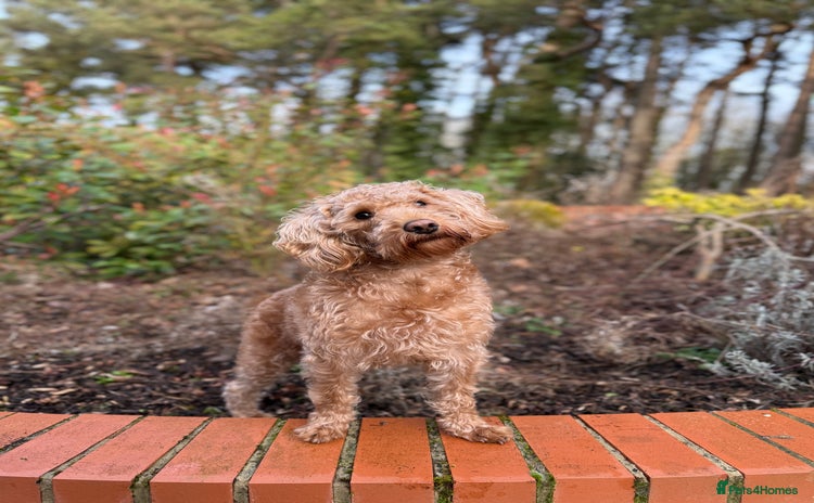 Toy Poodle dogs - Advert 5