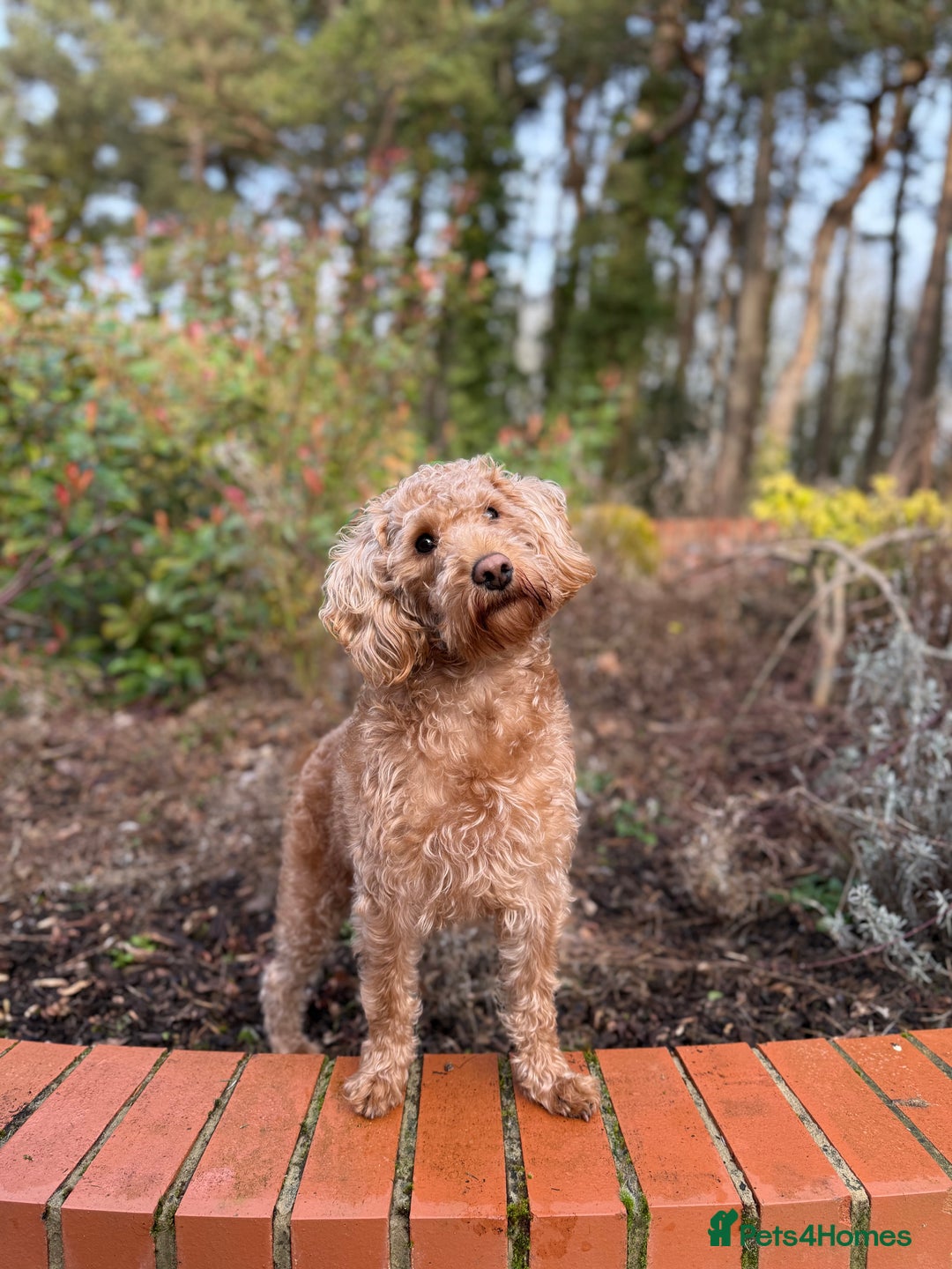 Toy Poodle dogs for stud: F1b westipoo for stud - Image 1