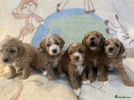 Miniature Poodle dogs KC registered Miniature Poodles - Advert 7