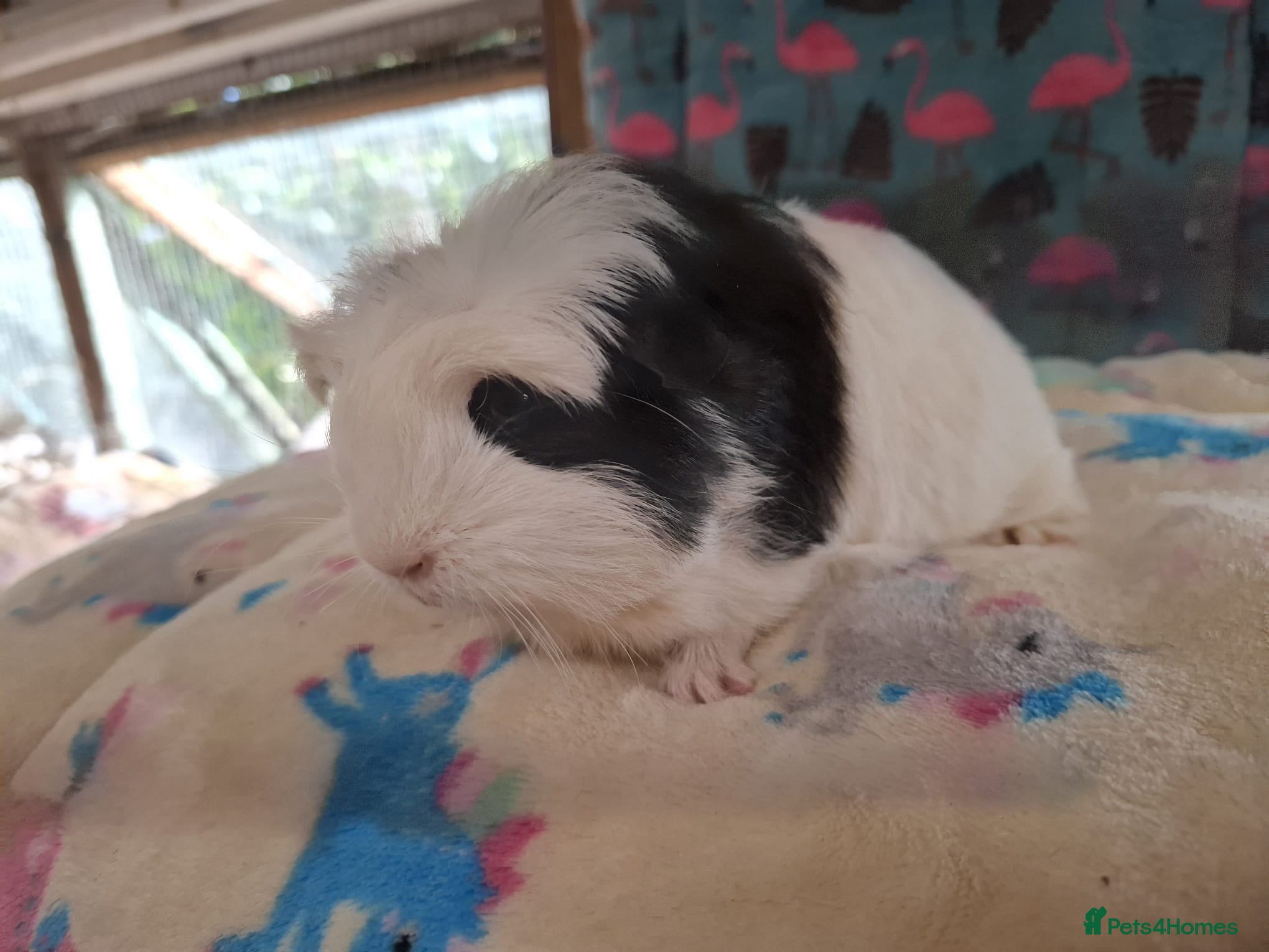 Guinea Pig rodents Baby Longhaired Sheltie Boars/Brothers RTR - Advert 14