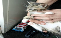 Mixed Breed cats for sale: Kittens for sale  - Image 17