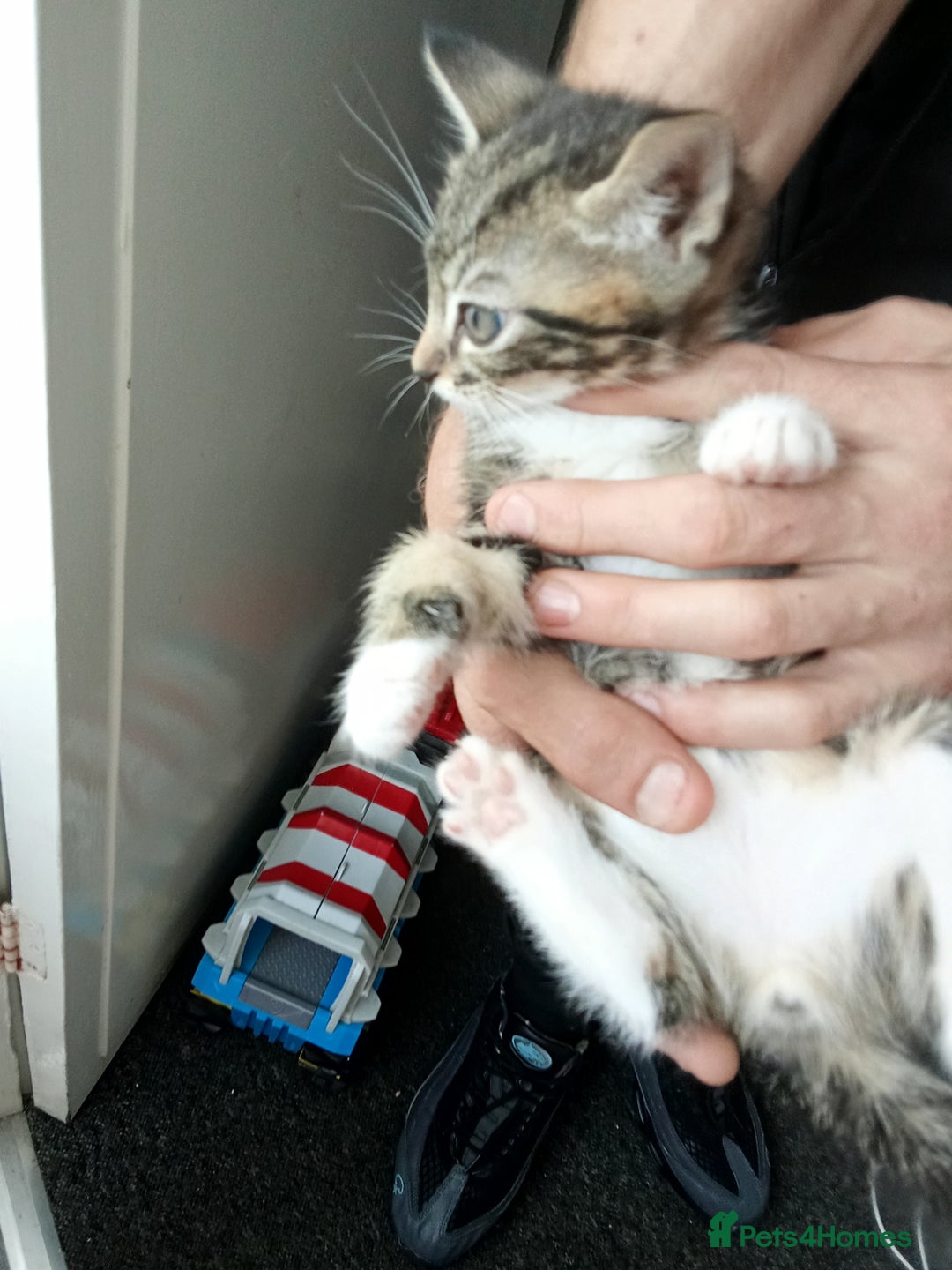 Mixed Breed cats for sale: Kittens for sale  - Image 17