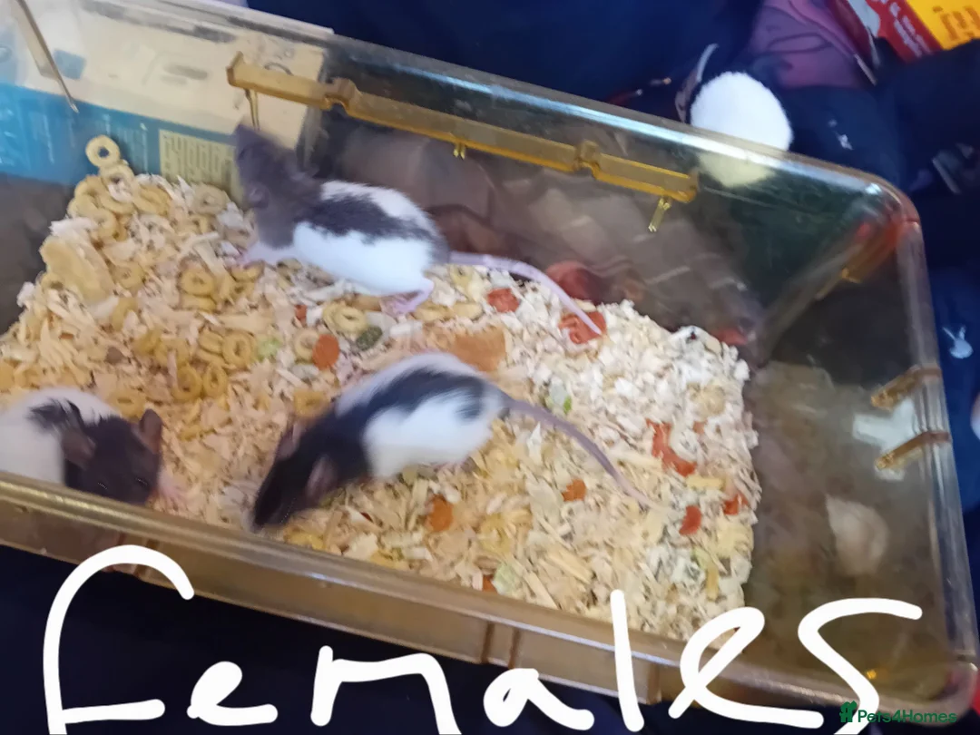 Rat rodents for sale: X3 female rats for sale  - Advert 2