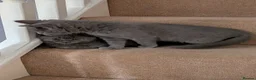 Russian Blue cats for sale: Pure Russian Blue kittens for sale  - Advert 5