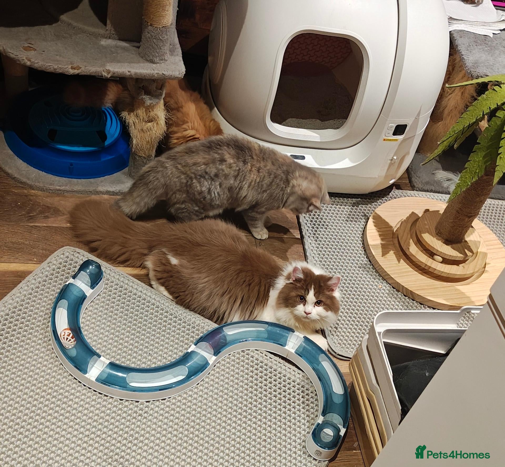 British Longhair cats for sale: Tica registered cinnamon bi colour  - Advert 6