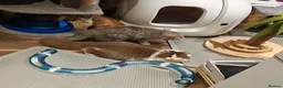 British Longhair cats for sale: Tica registered cinnamon bi colour  - Advert 8
