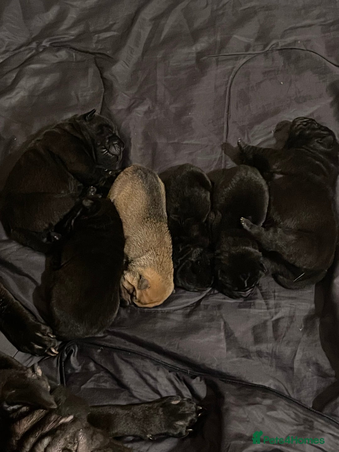 Shar Pei dogs for sale: Shar pei - Advert 11