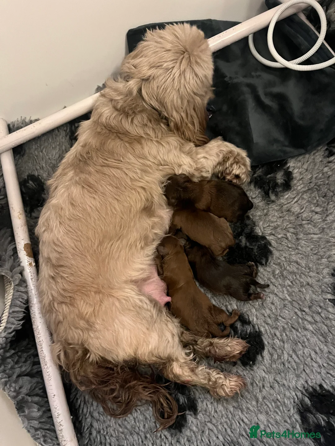 Shih Tzu dogs for sale: Adorable lavender & chocolate Shih Tzu puppies  - Advert 3