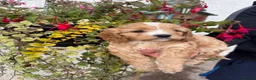 Cavapoo dogs for sale: Stunning F1 Cavapoo boy - Advert 12