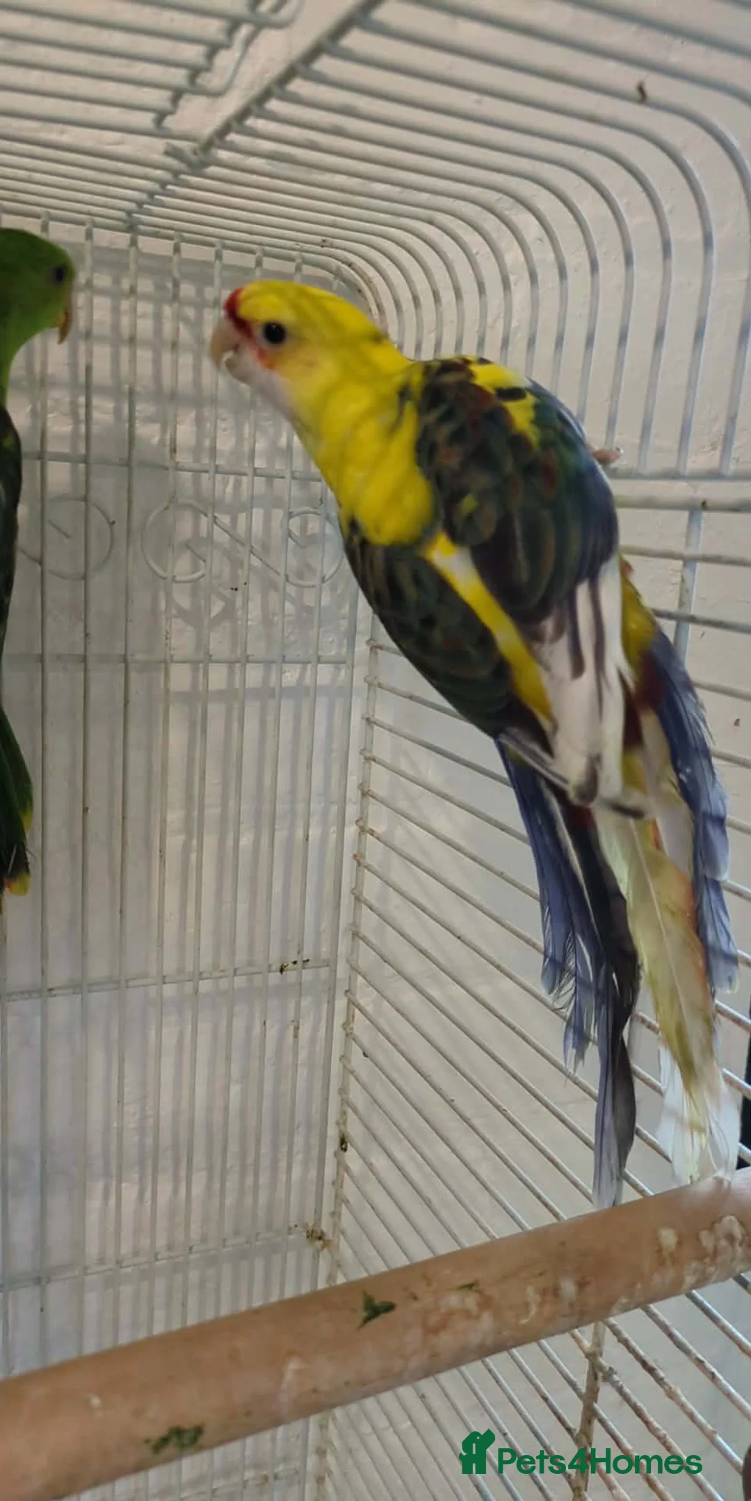 Parakeets birds for sale: Crimson Rosella nice and colourful - Advert 3