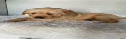 Golden Retriever dogs for sale: Chunky kc registered golden retriever puppy’s  - Advert 2